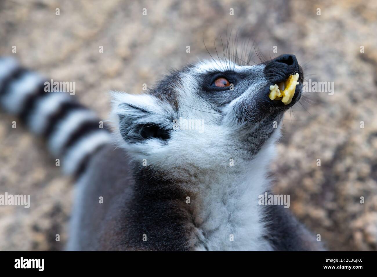 Der Ringschwanz-Lemur auf einem großen Steinfelsen frisst eine Banane Stockfoto