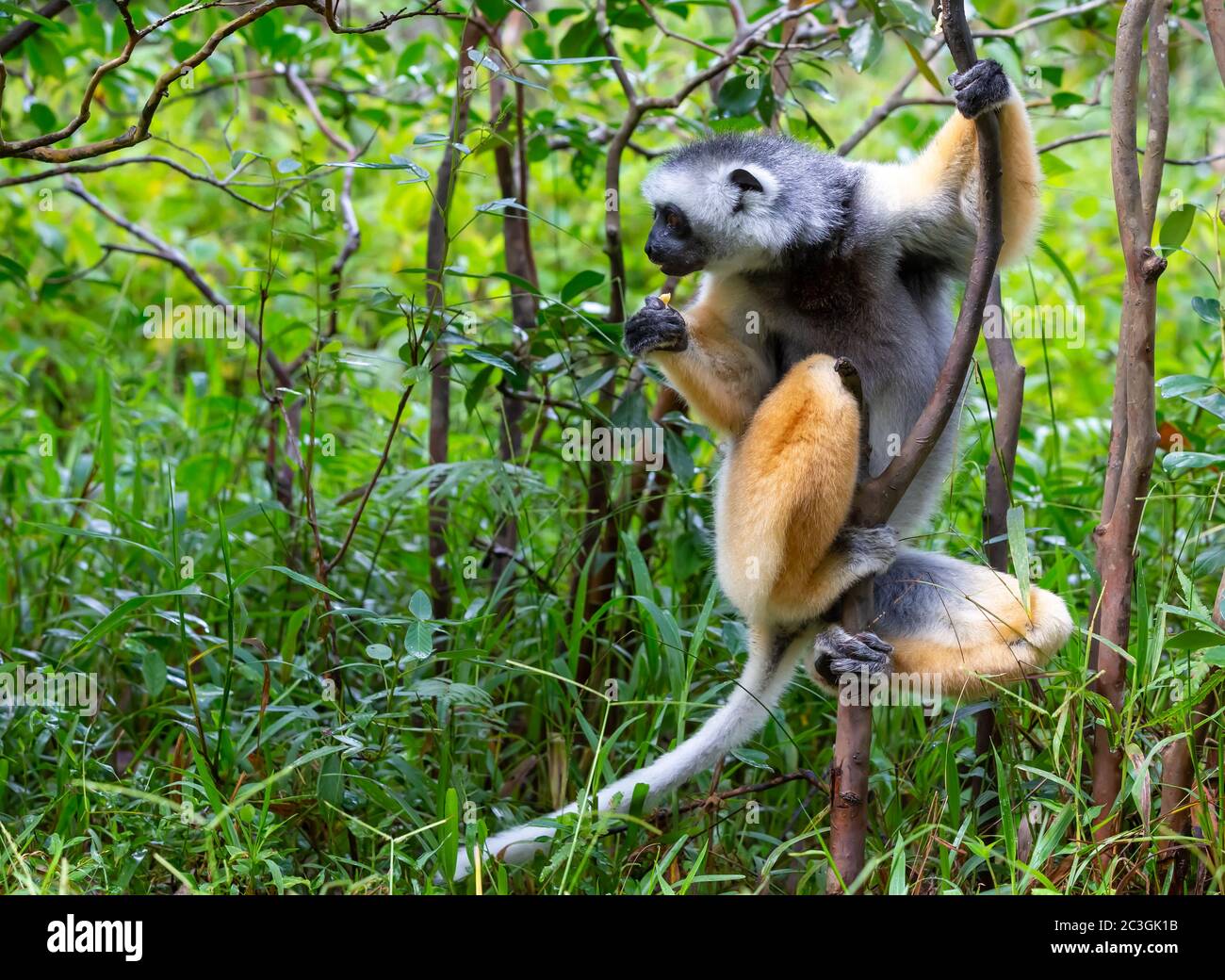 Ein diademed sifaka in seiner natürlichen Umgebung im Regenwald auf der Insel Madagaskar Stockfoto