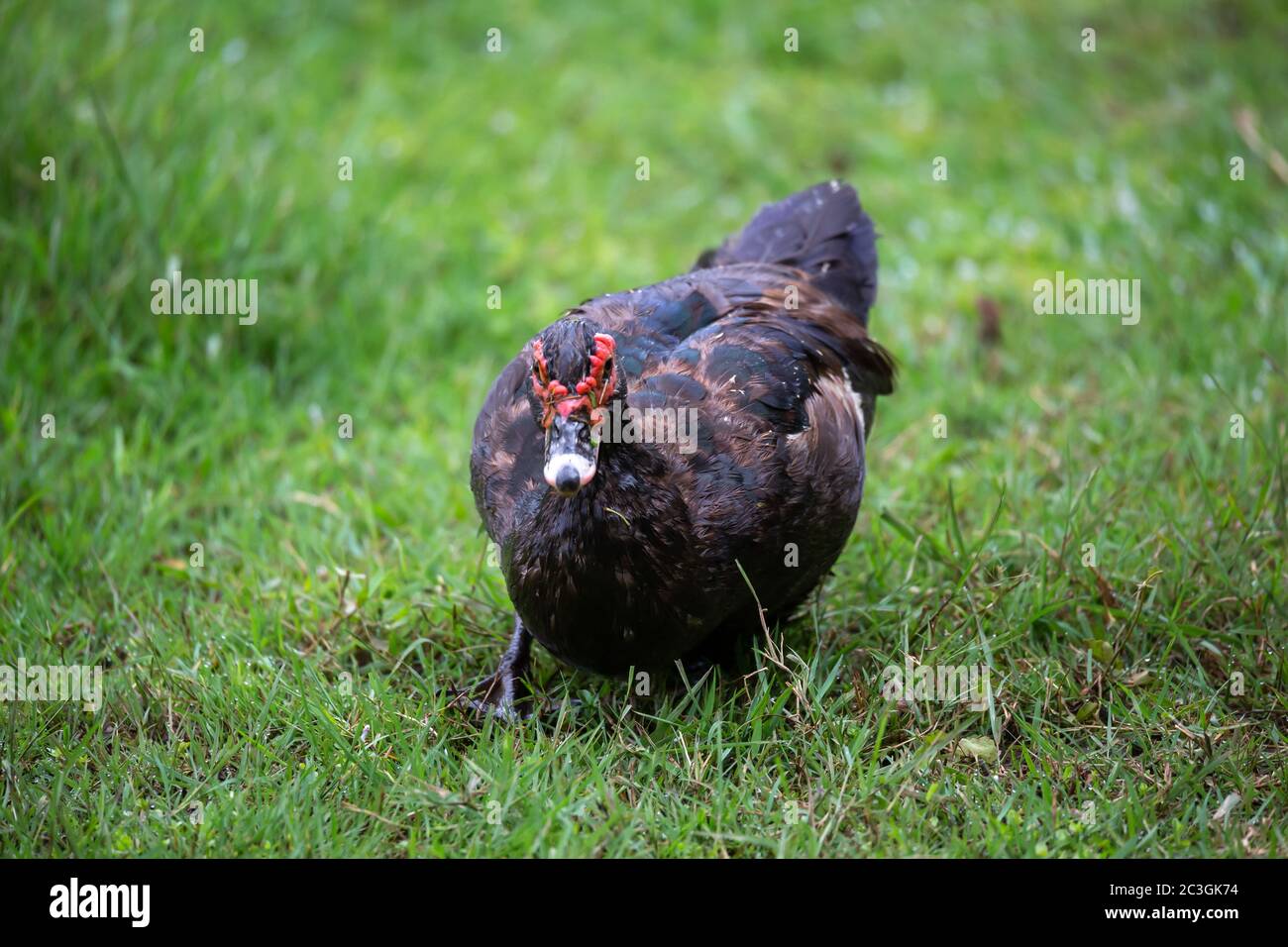 Eine schwarze Ente mit rotem Kopf in Madagaskar Stockfoto