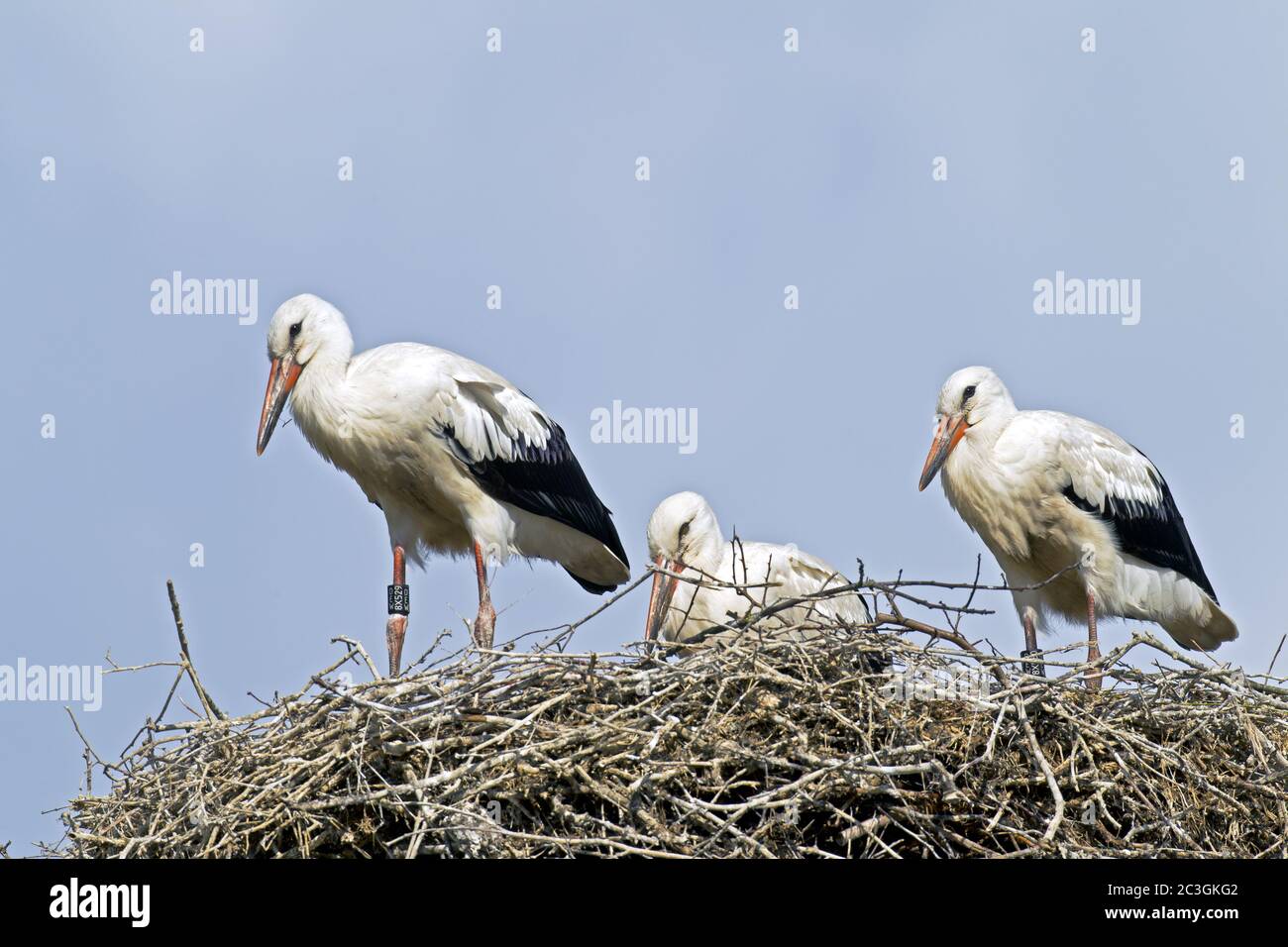 Weißstorch Jungtiere auf dem Nest / Ciconia ciconia Stockfoto