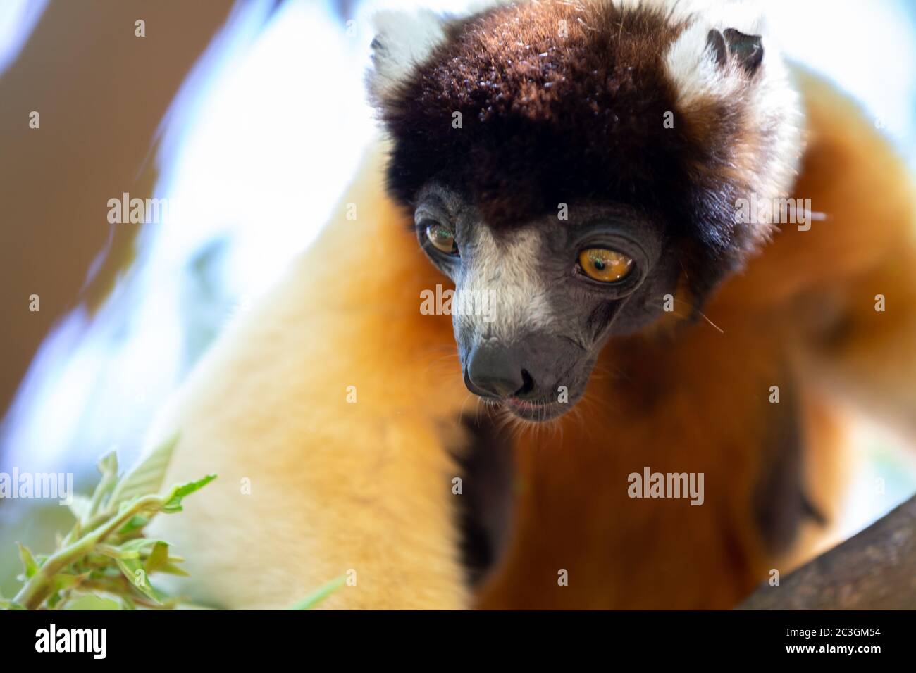 Ein Sifaka Lemur, der sich in der Baumkrone bequem gemacht hat Stockfoto