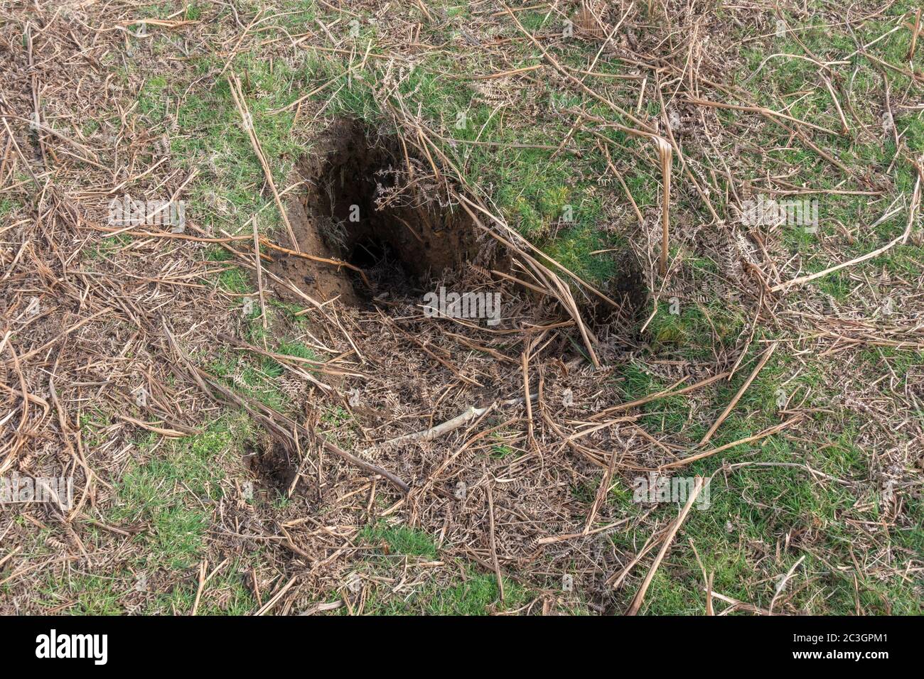 Ein großes Kaninchenloch im Bushy Park, in der Nähe von Kingston, Großbritannien. Stockfoto