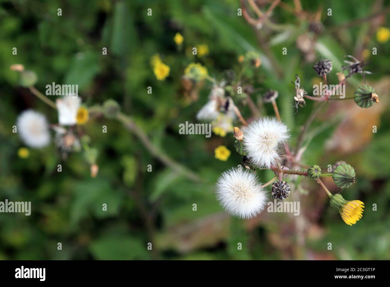 Gelb blühende unkräuter Fotos und Bildmaterial in hoher Auflösung Alamy