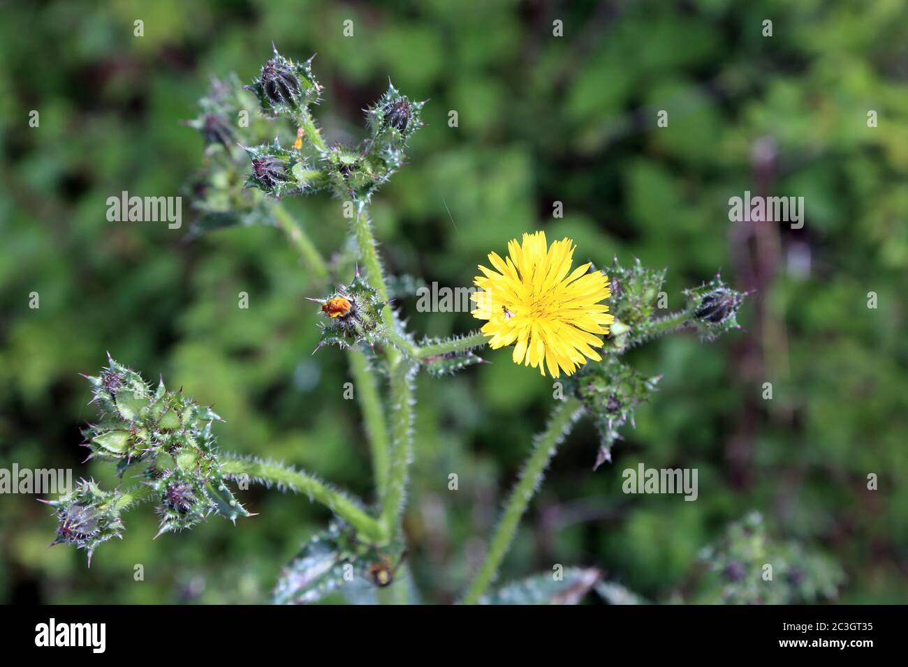 Gelb blühende unkräuter Fotos und Bildmaterial in hoher Auflösung Alamy