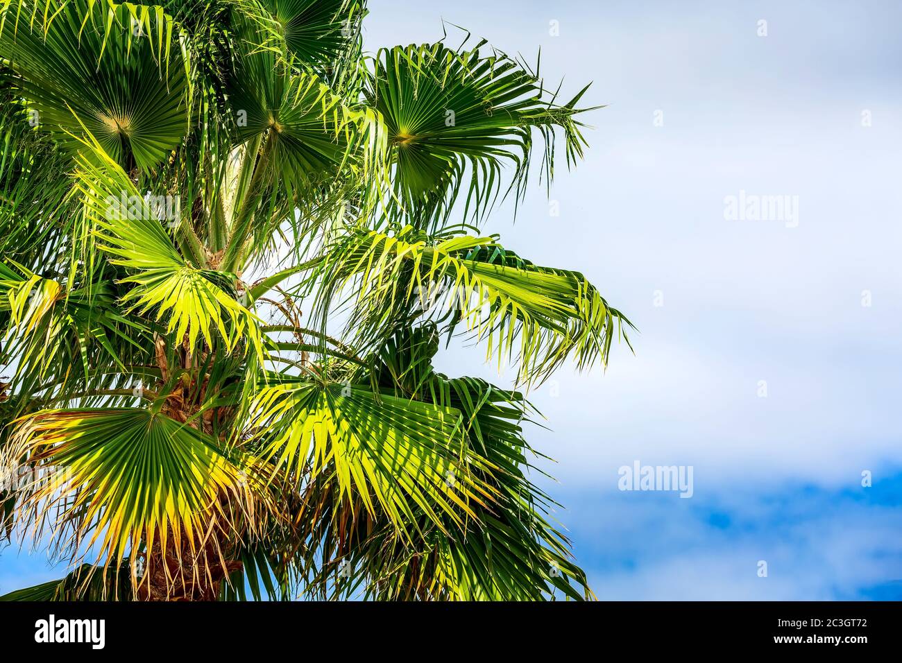 Grüne Palmen im blau bewölkten Himmel Stockfoto