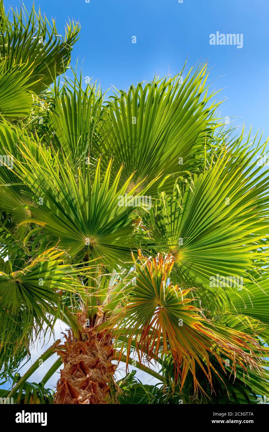 Grüne Palmen und der blau-wolkige Himmel Stockfoto