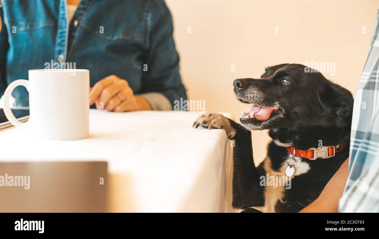 Der kleine Hund fragte etwas vom Tisch, während die Besitzer am Morgen frühstückten. Zugeschnittenes Bild, Fokus auf Hund Stockfoto