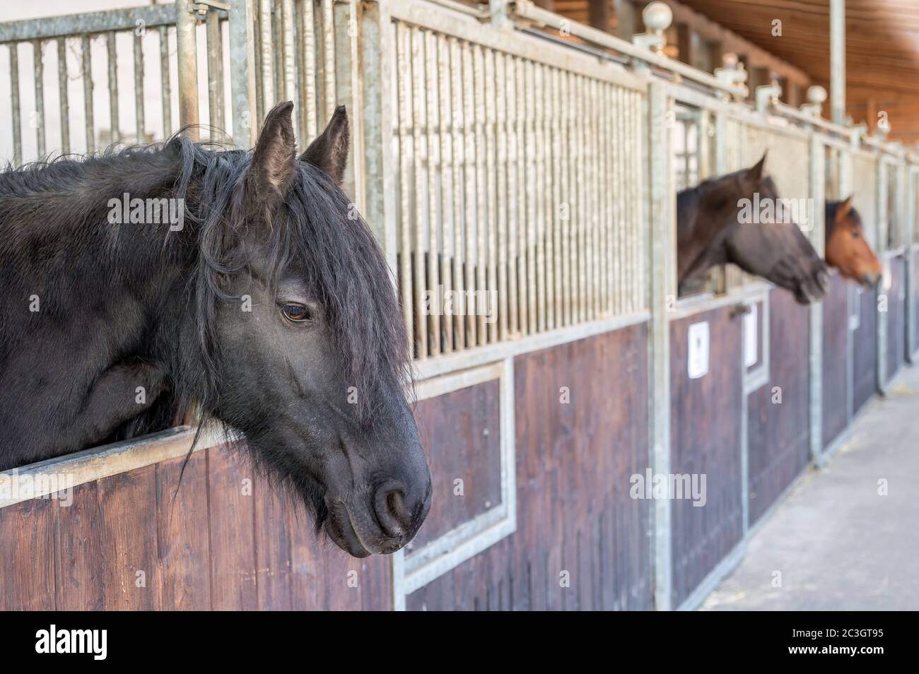 Aufzucht von Pferden in Pferdeställen in einem Pferdestall Stockfoto