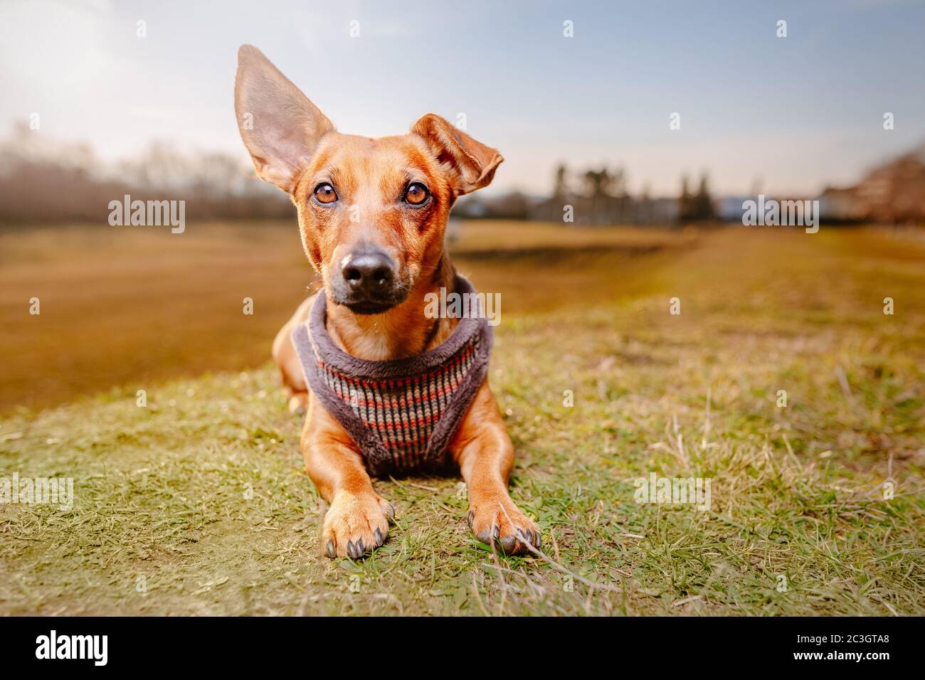 Porträt eines jungen braunen gesunden Kreuzhundes, der auf dem Wiesengras auf einem Feld sitzt. Stockfoto