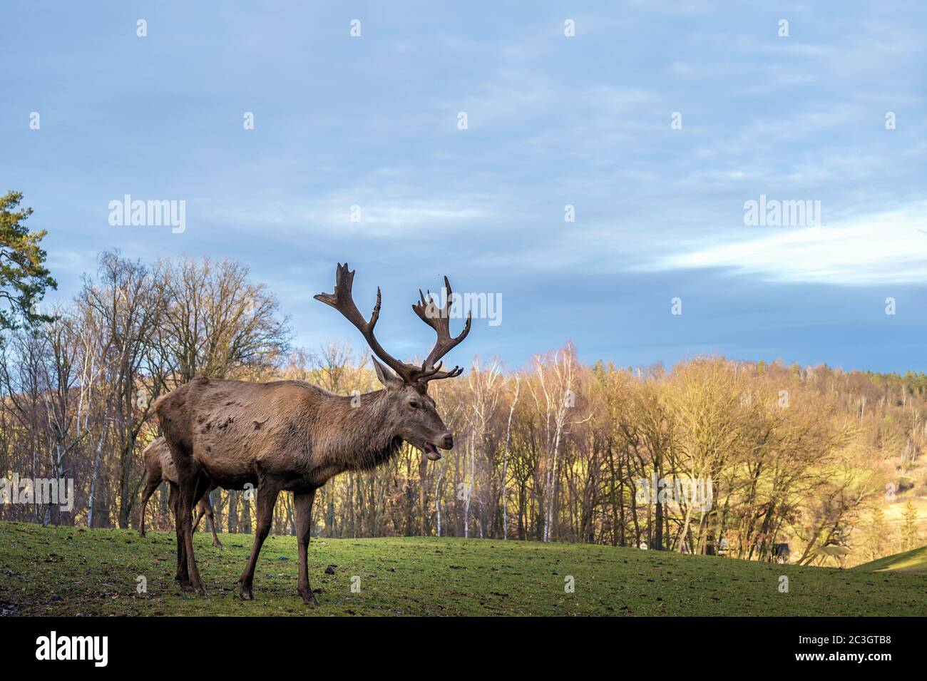 Wilder Rothirsch mit großem Geweih in bewaldeter Natur Stockfoto