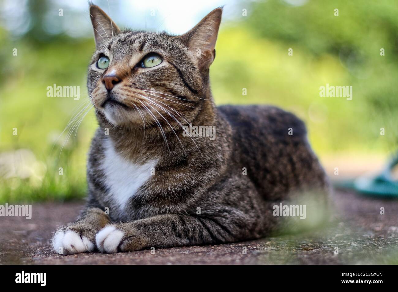 Männliche Makrele tabby Katze sitzt draußen im Garten Stockfoto