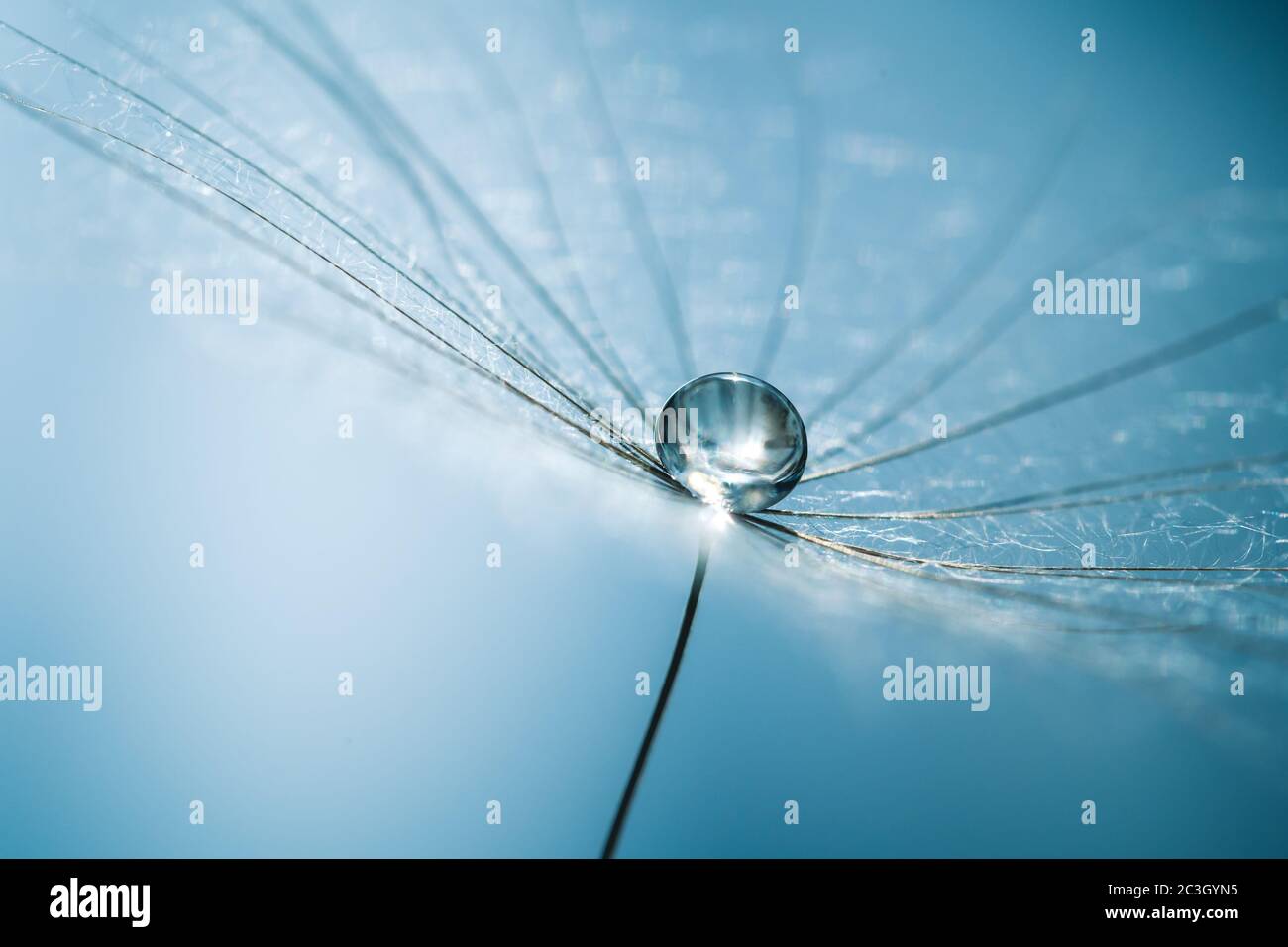 Tau-Tropfen auf Löwenzahn-Samen. Blaue Farbe des Makrohintergrunds. Wassertropfen auf den Fallschirmen einer Blume. Konzept der Ruhe ein sanftes Bild. Stockfoto