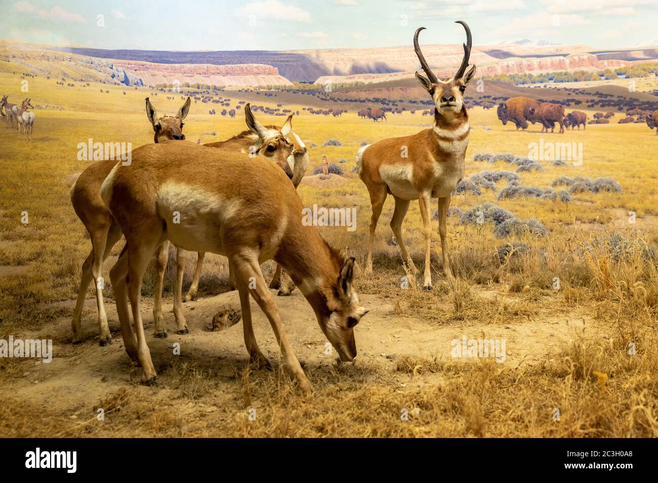 Pronghorn Diorama in Hall of North American Säugethals im American Museum of Natural History, NYC Stockfoto