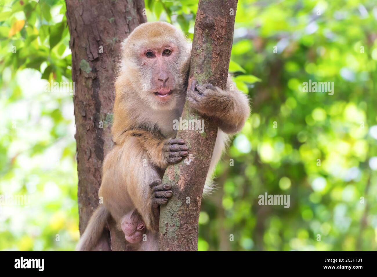 Männlich niedlichen Affen sitzt in einem Baum Stockfoto