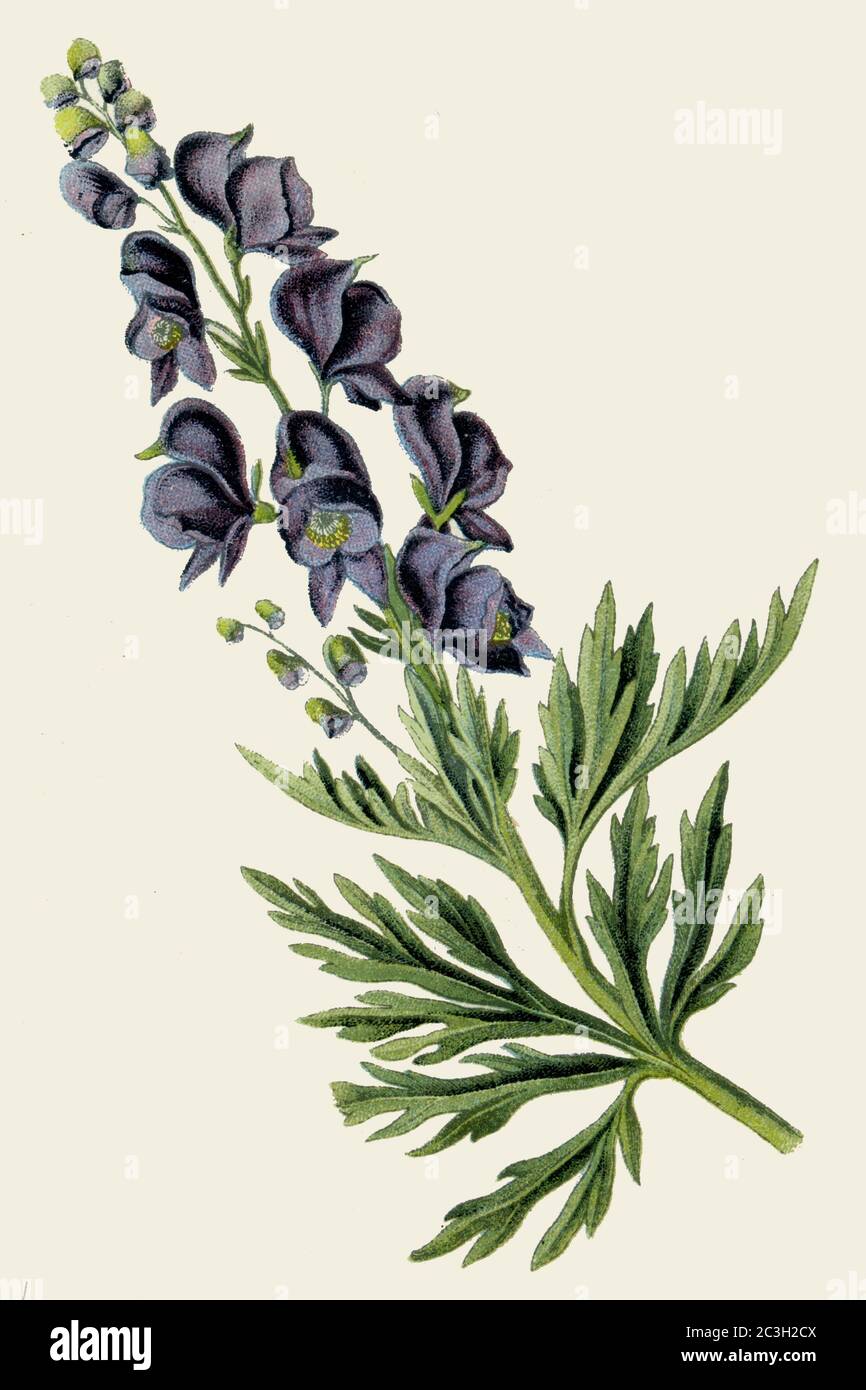 Mönchshaube / Aconitum napellus / Eisenhut, Blauer / Botanikbuch, 1925) Stockfoto
