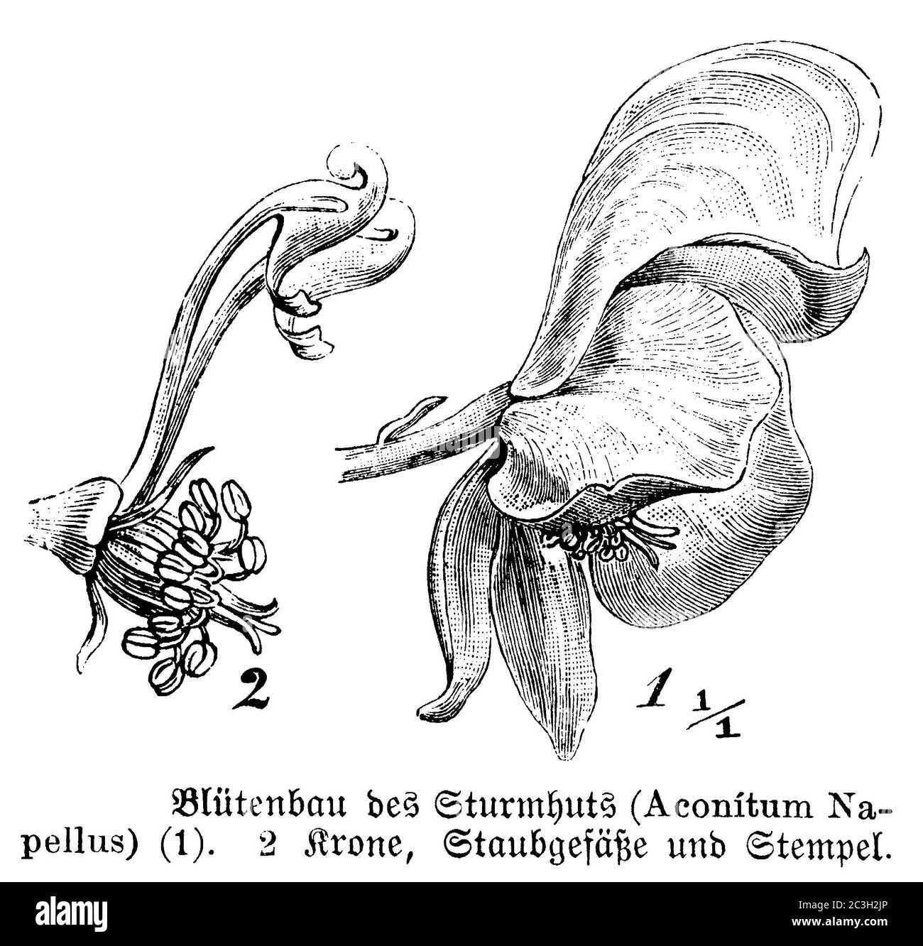 Mönchshaube / Aconitum napellus / Blauer Eisenhut (Botanikbuch, 1888) Stockfoto