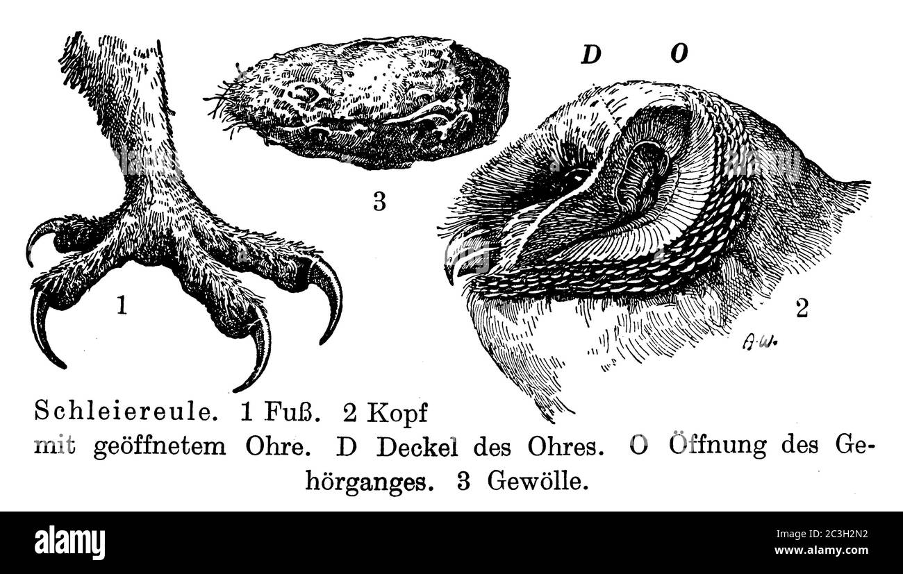 Stalleule / Tyto alba / Schleiereule (Zoologie Buch, 1928) Stockfoto