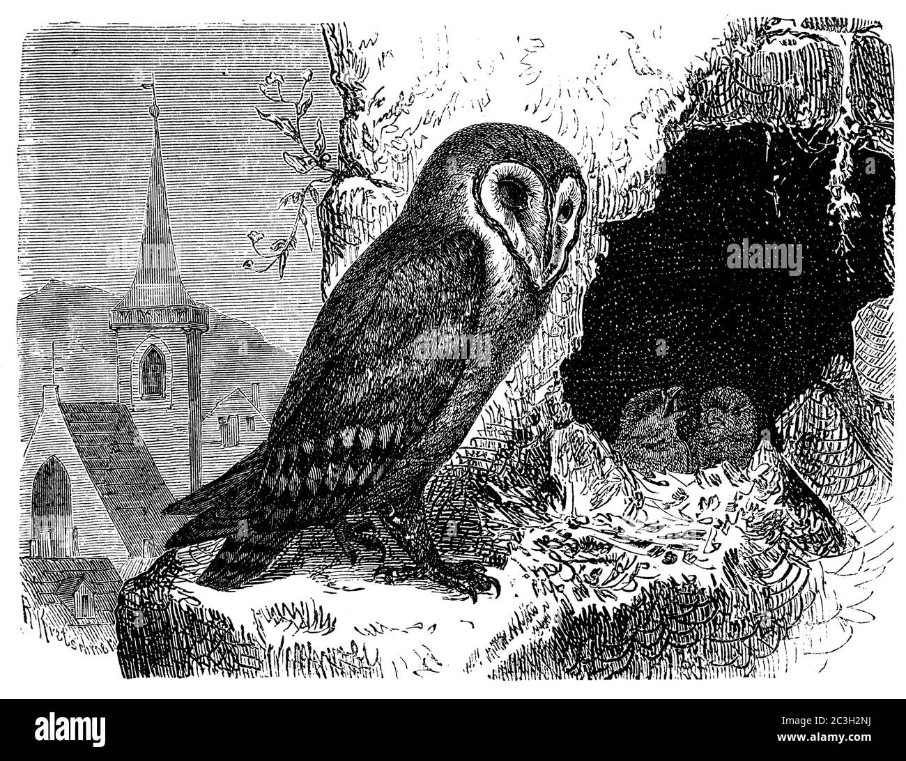 Stalleule / Tyto alba / Schleiereule (Zoologie Buch, 1873) Stockfoto