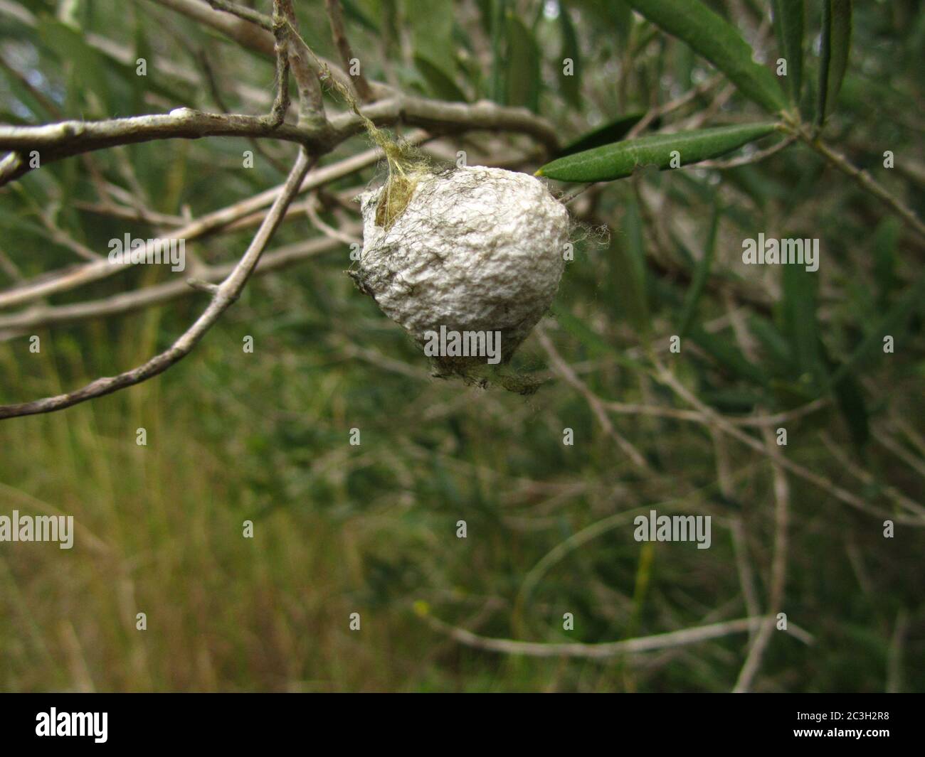 japanische säulen stechpalme Ilex crenata main image 0