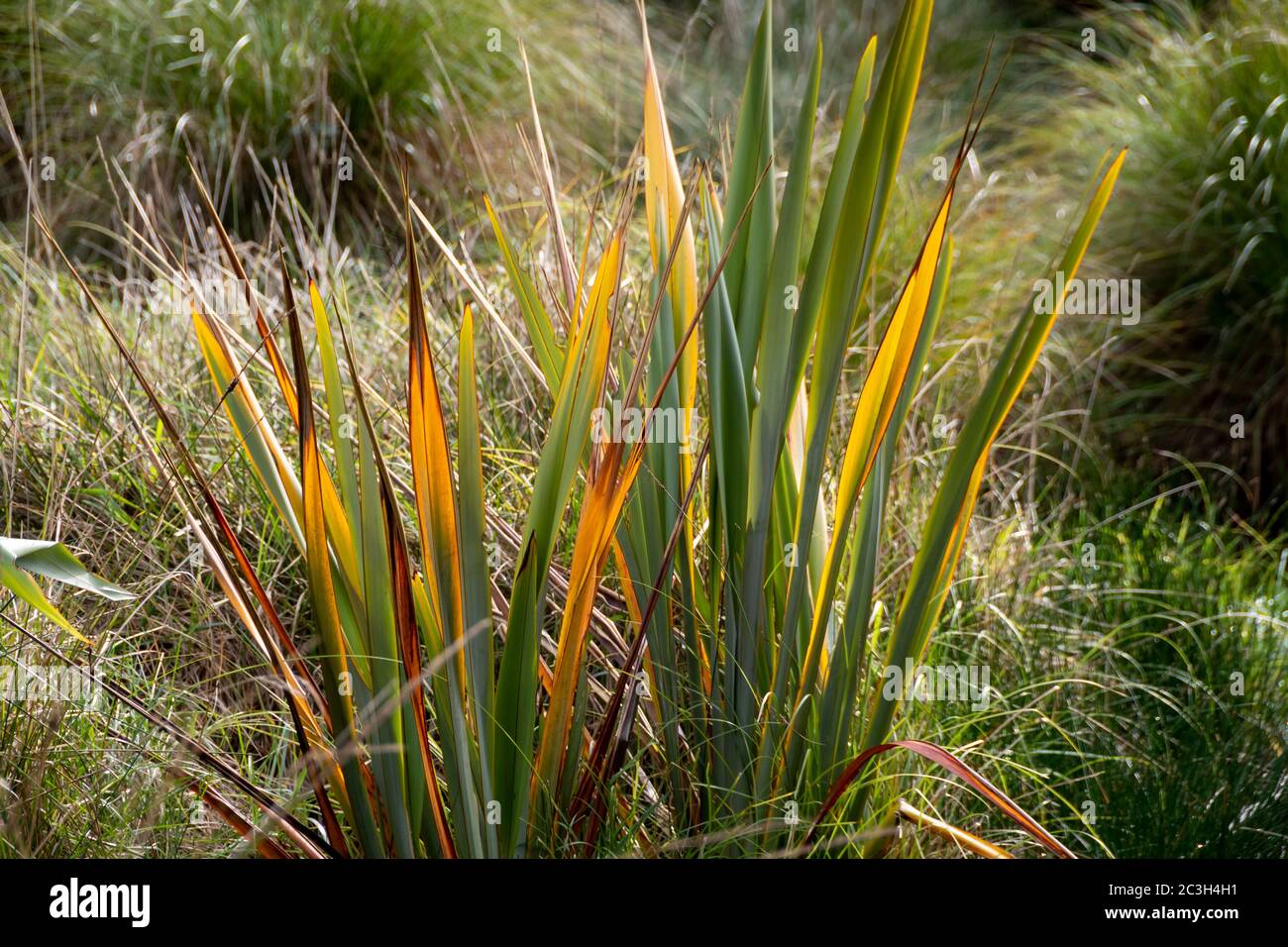 Neuseeländische Flachspflanze in Feuchtgebieten im Zealandia Wildlife Reserve, Wellington, North Island, Neuseeland Stockfoto