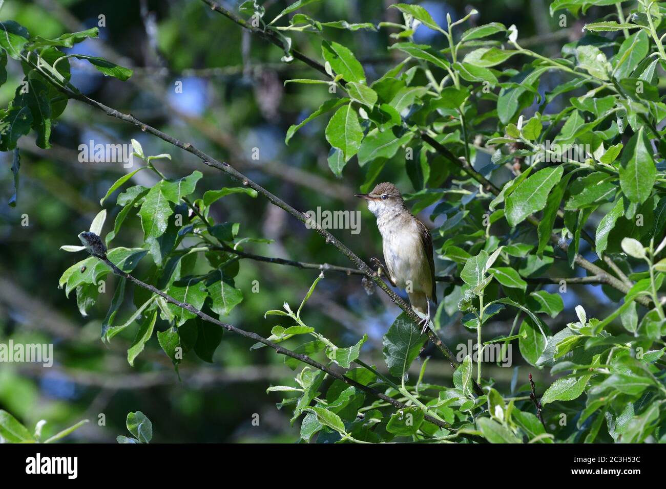 Männlicher großer Schilfrohrsänger Stockfoto