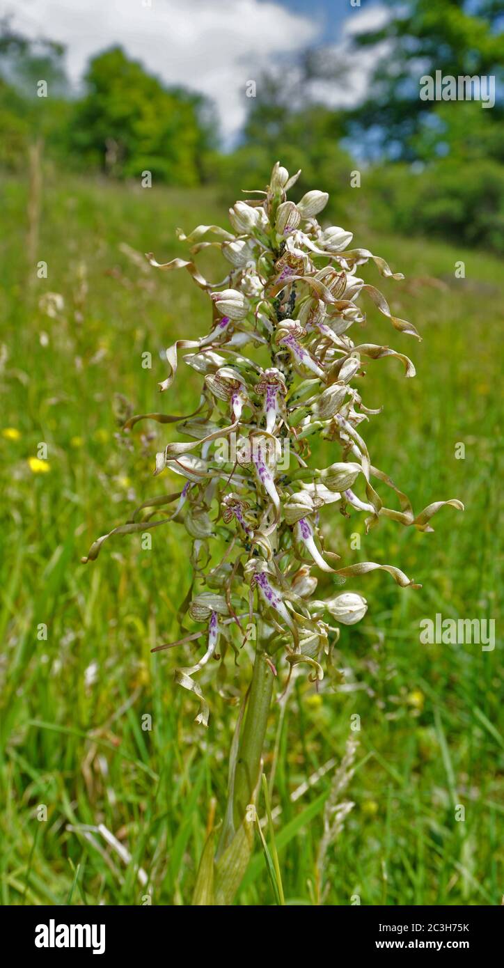 orchis himantoglossum Stockfoto