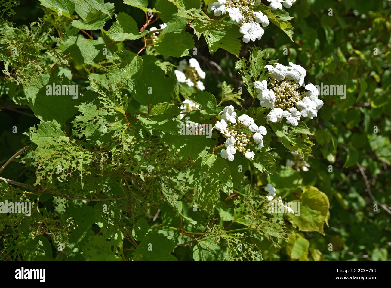 Europäischer Kranich, Wachtrose, Schneeballbaum, Wasserlunder, Wanderbaum, Stockfoto