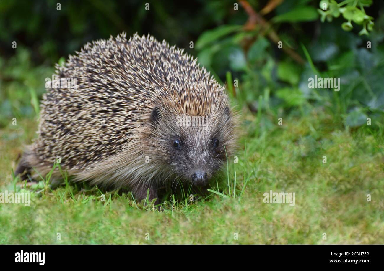 Ein in Großbritannien verbreiteter europäischer Igel. Erinaceus europaeus Stockfoto