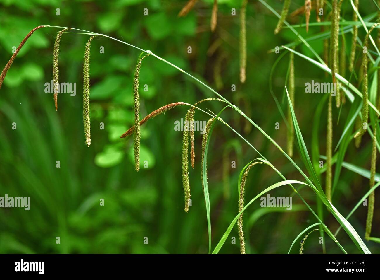 Sedge, hängende Sedge, hängende Sedge, hängende Sedge, weinende Sedge, Stockfoto