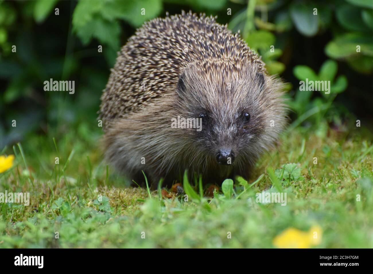 Ein in Großbritannien verbreiteter europäischer Igel. Erinaceus europaeus Stockfoto