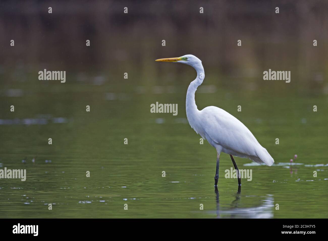 Große Reiher jagt nach Fischen Stockfoto