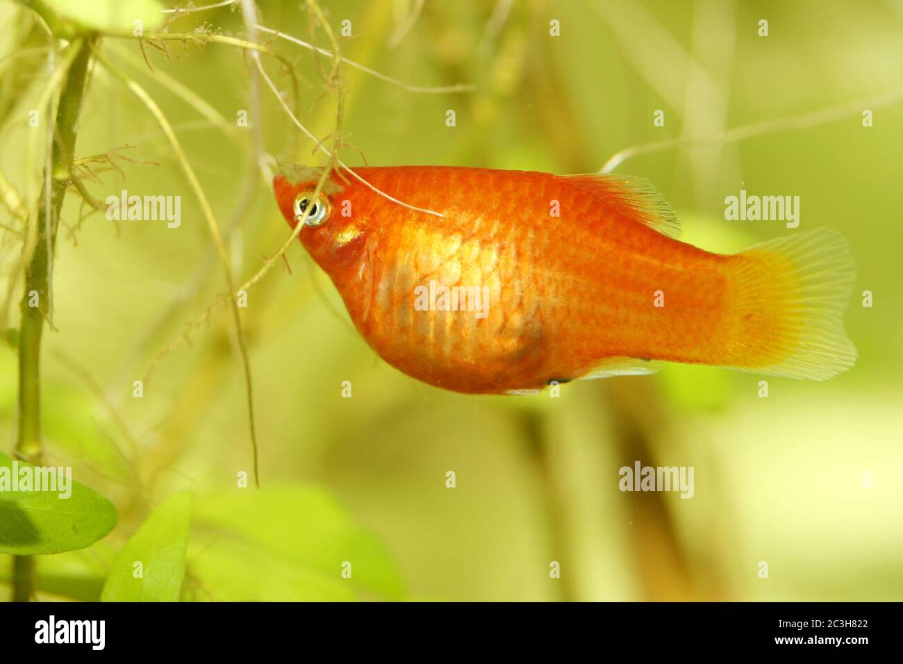 Platy (Xiphophorus maculatus Stockfotografie Alamy