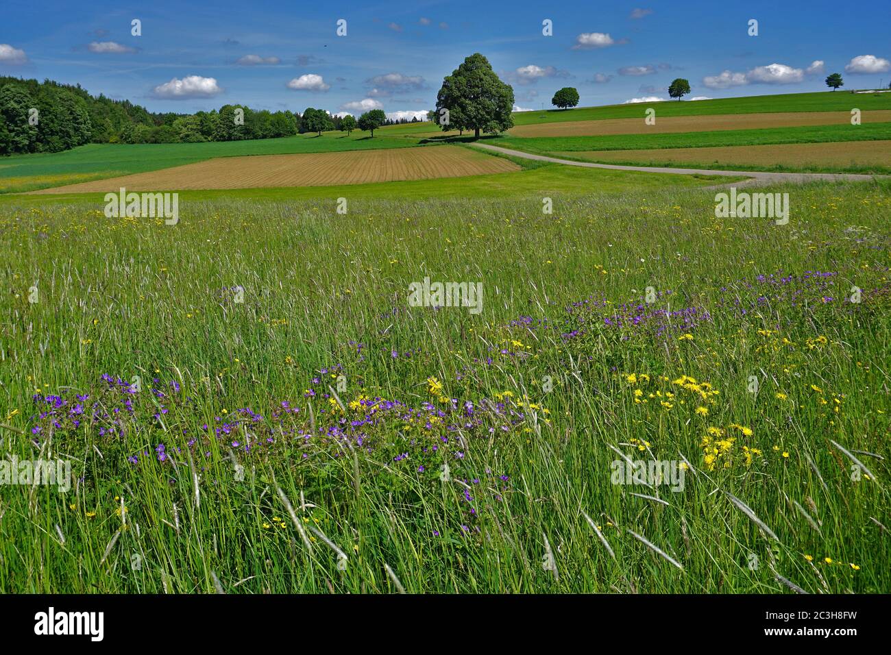 Landschaft mit agrarischen und Blumenfeldern auf der schwäbischen alb, deutschland Stockfoto