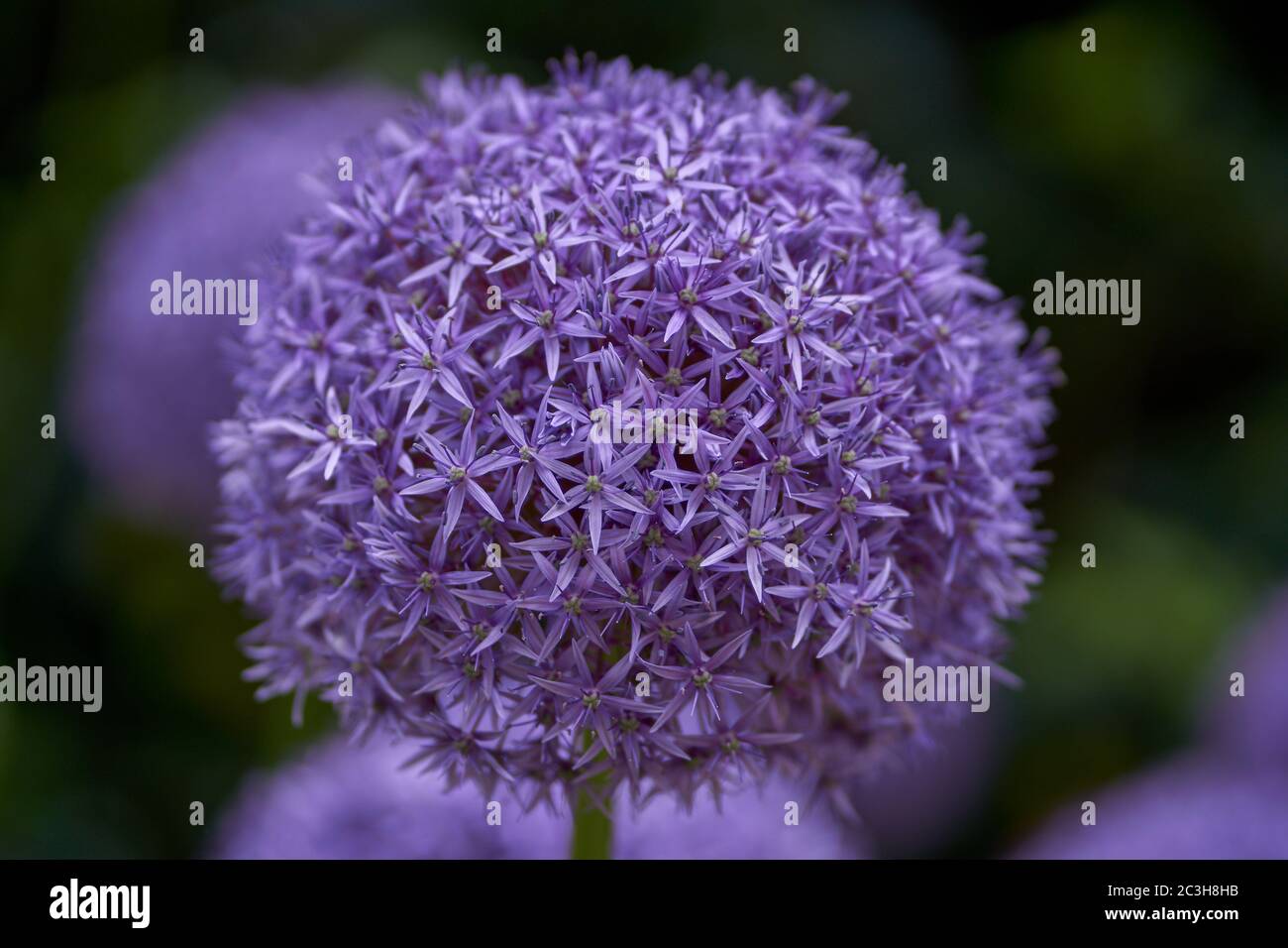 Zierknochen lila violette Blüten close up Alium Globemaster Ornamental Knoblauch Stockfoto