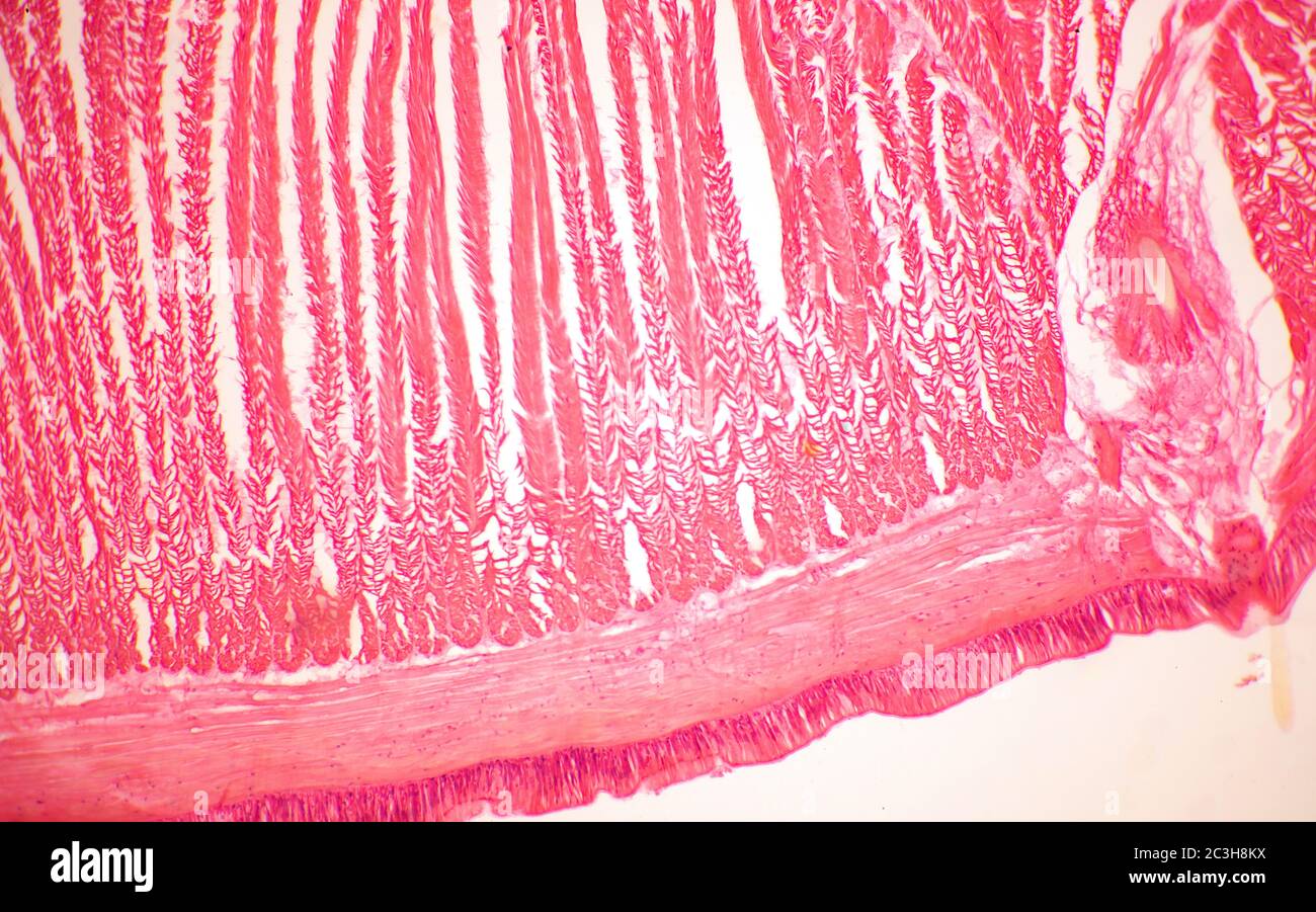 Querschnitt der Typhlosole Stockfoto