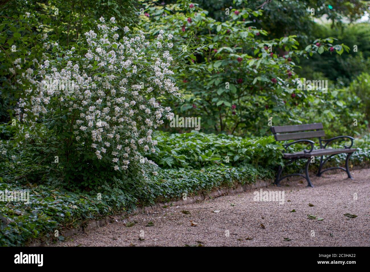 Botanischer Garten im Juni Breslau Niederschlesien Polen Stockfoto
