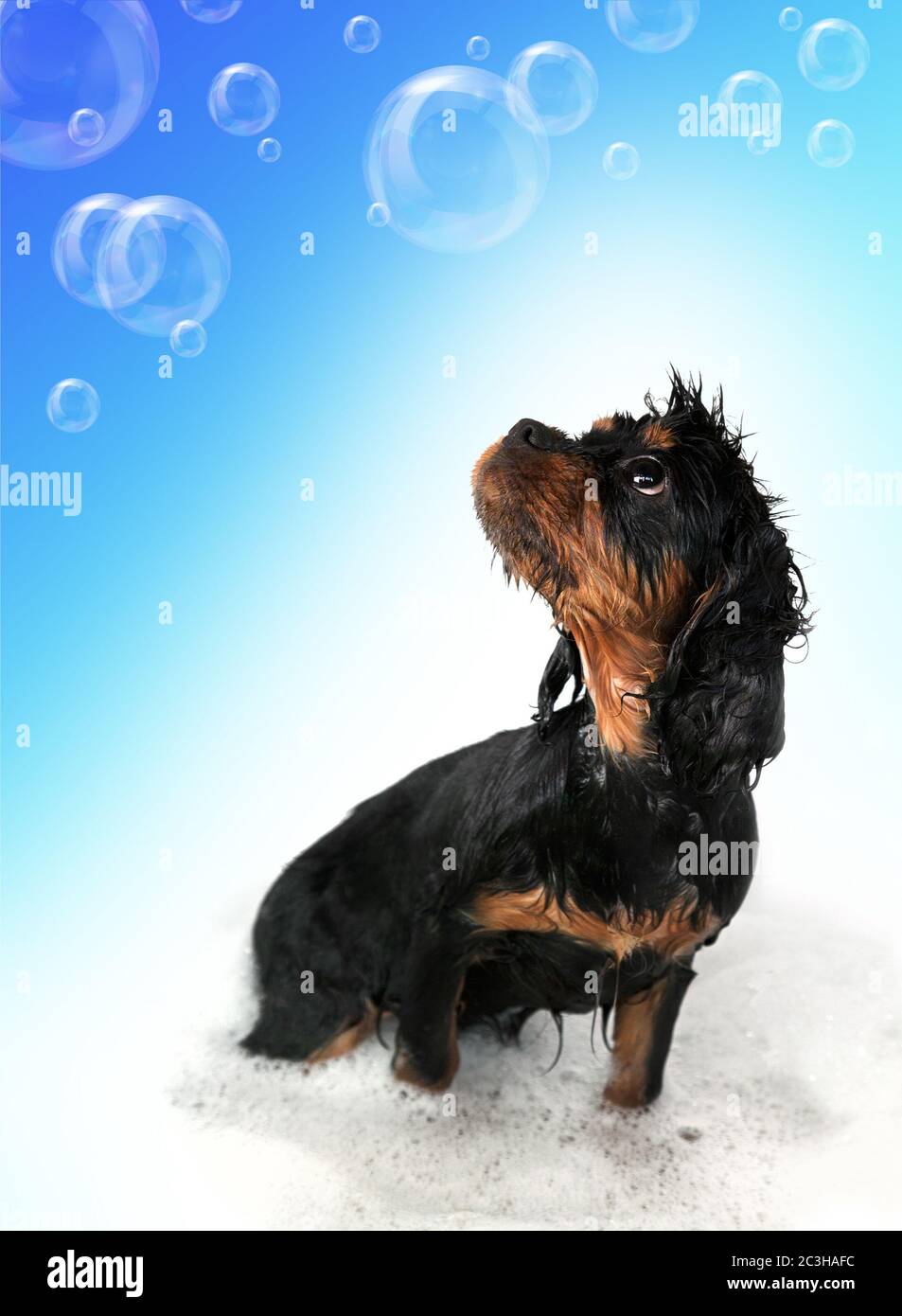 Marmaduke der schwarz-braune King Charles Cavalier Welpe nimmt ein Bad. Schwebende Blase Hintergrund mit Platz für Ihren Text. Stockfoto