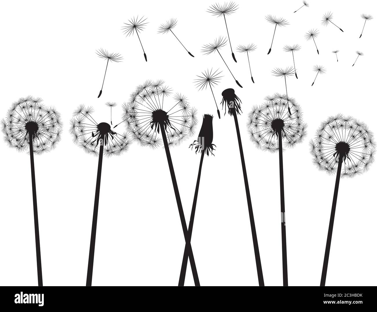 Schwarzer Löwenzahn auf weißem Hintergrund. Vektorgrafik. Stock Vektor