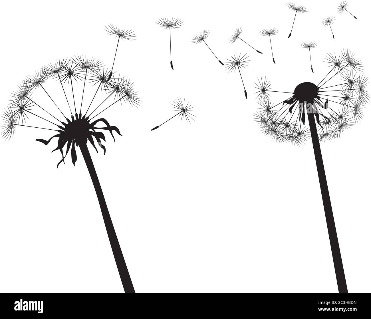 Schwarzer Löwenzahn auf weißem Hintergrund. Vektorgrafik. Stock Vektor