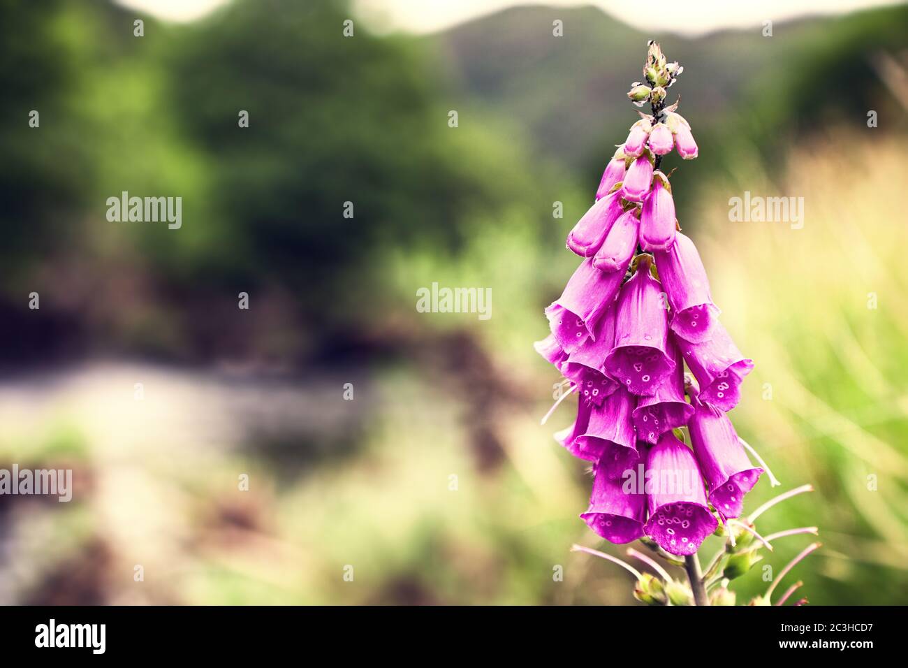 Foxglove Blume im Snowdonia Nationalpark, mit absichtlich geringer Tiefenschärfe und Retro-Stil Verarbeitung Stockfoto