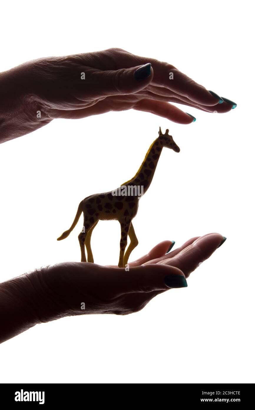 Frauenhände mit einer seltenen bedrohten Tierfigur - dunkel isoliert Silhouette, Konzept zum Schutz der Tiere vor dem Aussterben Stockfoto