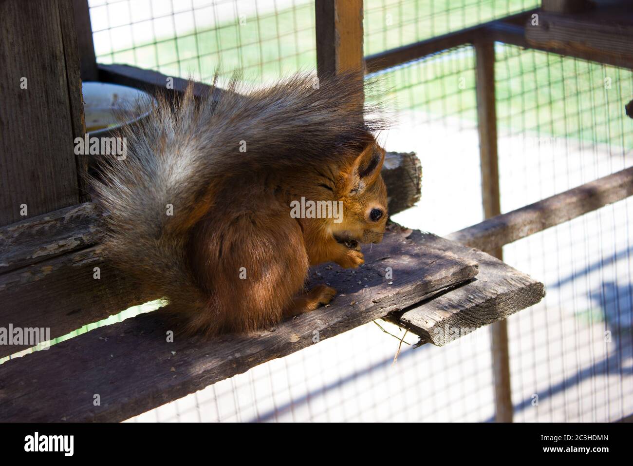 Schönes Eichhörnchen in einem Käfig essen eine Nuss in einem Zoo Voliere,  Naturschutz Stockfotografie - Alamy