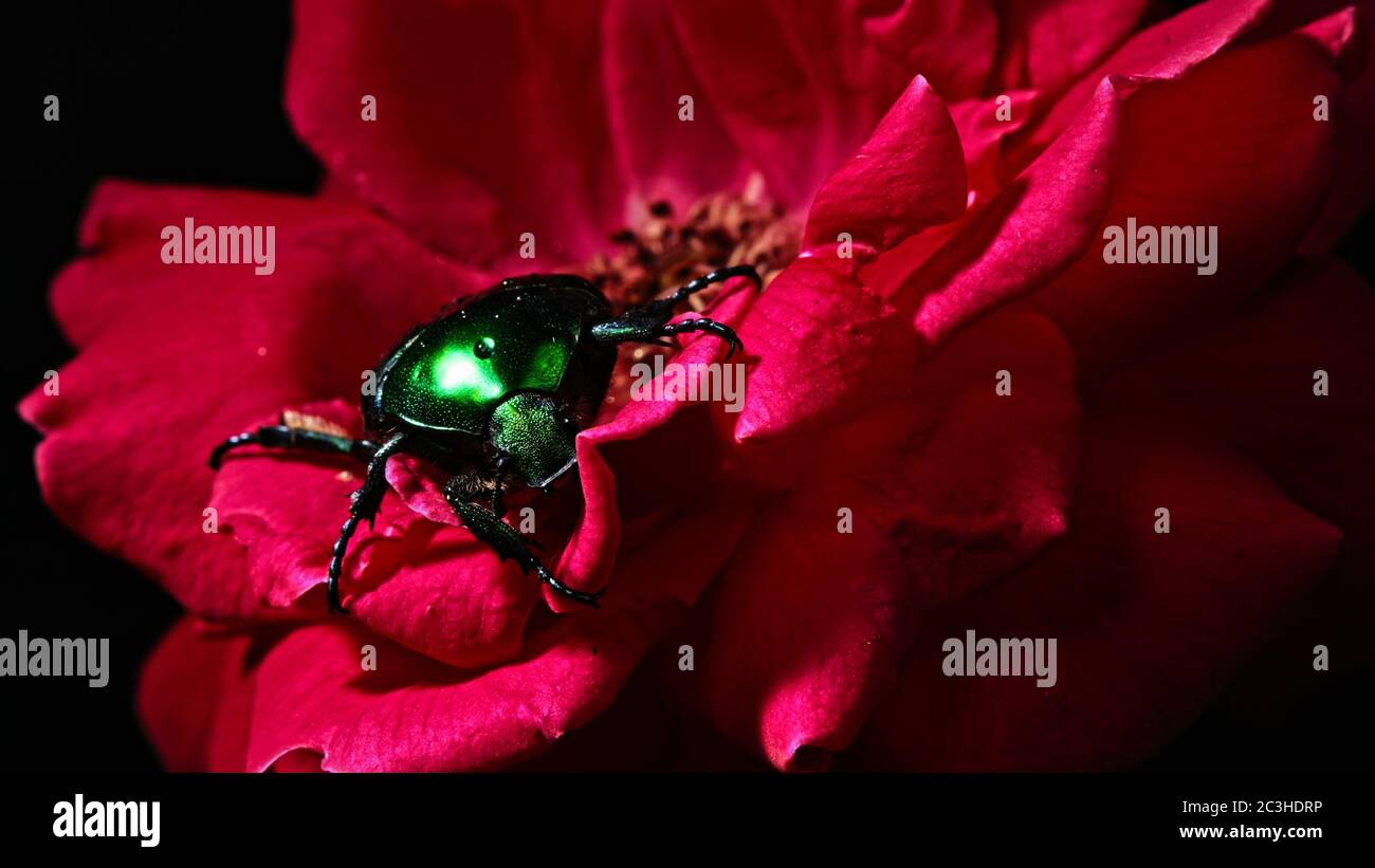 Nahaufnahme des Chafers der Grünen Rose - Cetonia aurata Käfer auf roter Rose. Erstaunliche Käfer ist unter den Blütenblättern. Makroaufnahme. Insekt, Naturkonzept. Stockfoto