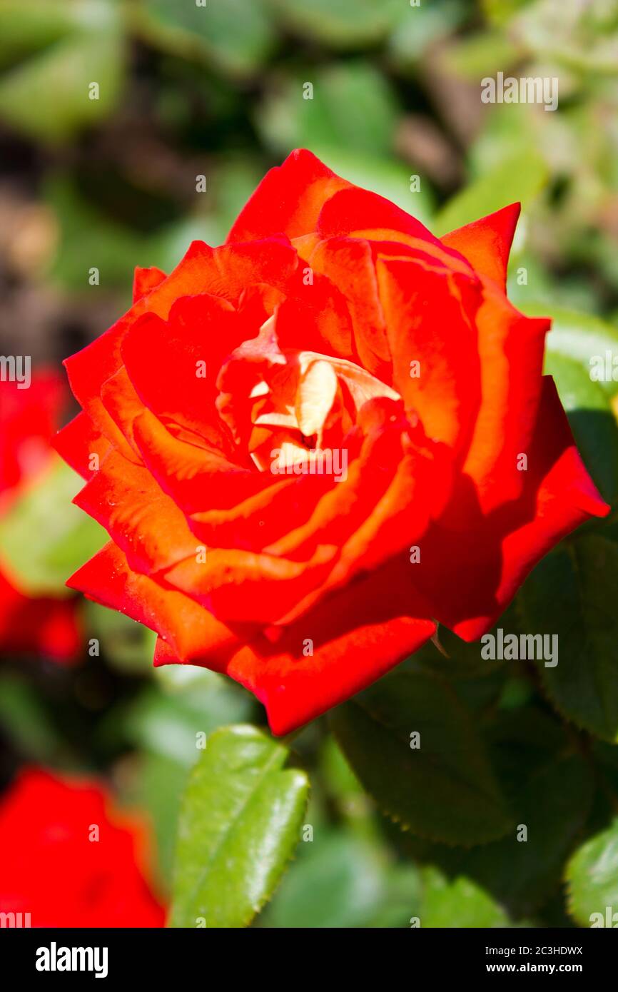 Schöne helle Rose Blume aus nächster Nähe, Urlaub Geschenk Blumen Stockfoto