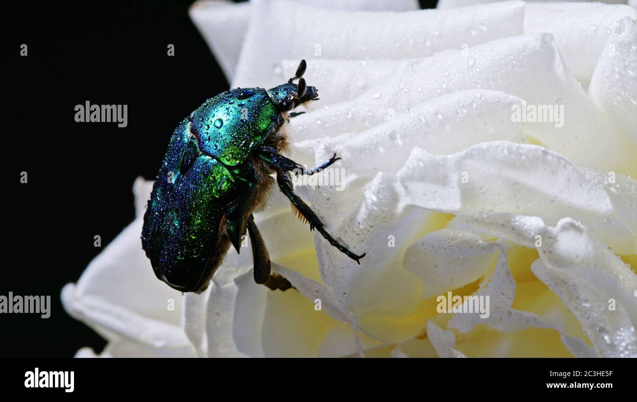 Nahaufnahme des grünen Rosenkoffers - Cetonia aurata Käfer auf weißer Pfingstrose. Erstaunliche Smaragd-Käfer ist unter den Blütenblättern. Makroaufnahme. Insekten, Natur Stockfoto