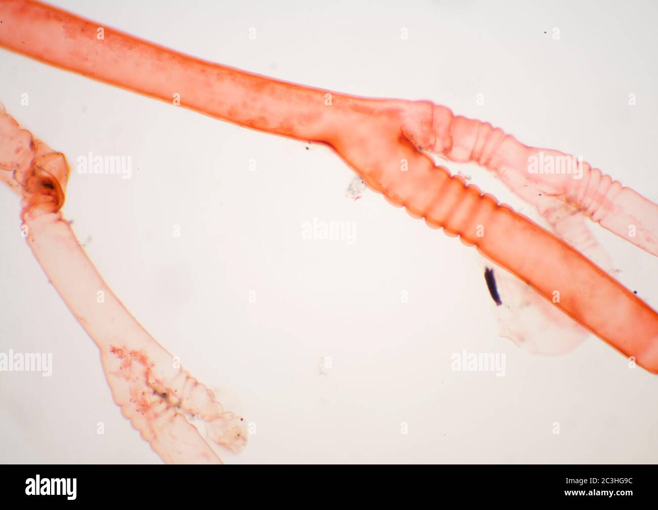 Obelia, Hydrozoa, Mikroskopansicht Stockfoto