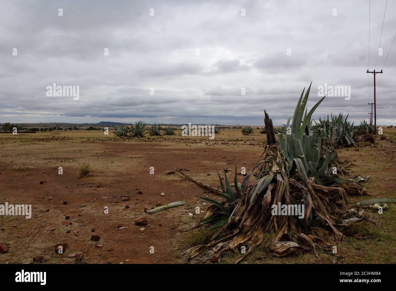 Afrikanische Landschaft - Ebenen der Provinz Vrystaat von Südafrika mit großen Agavenpflanzen Stockfoto