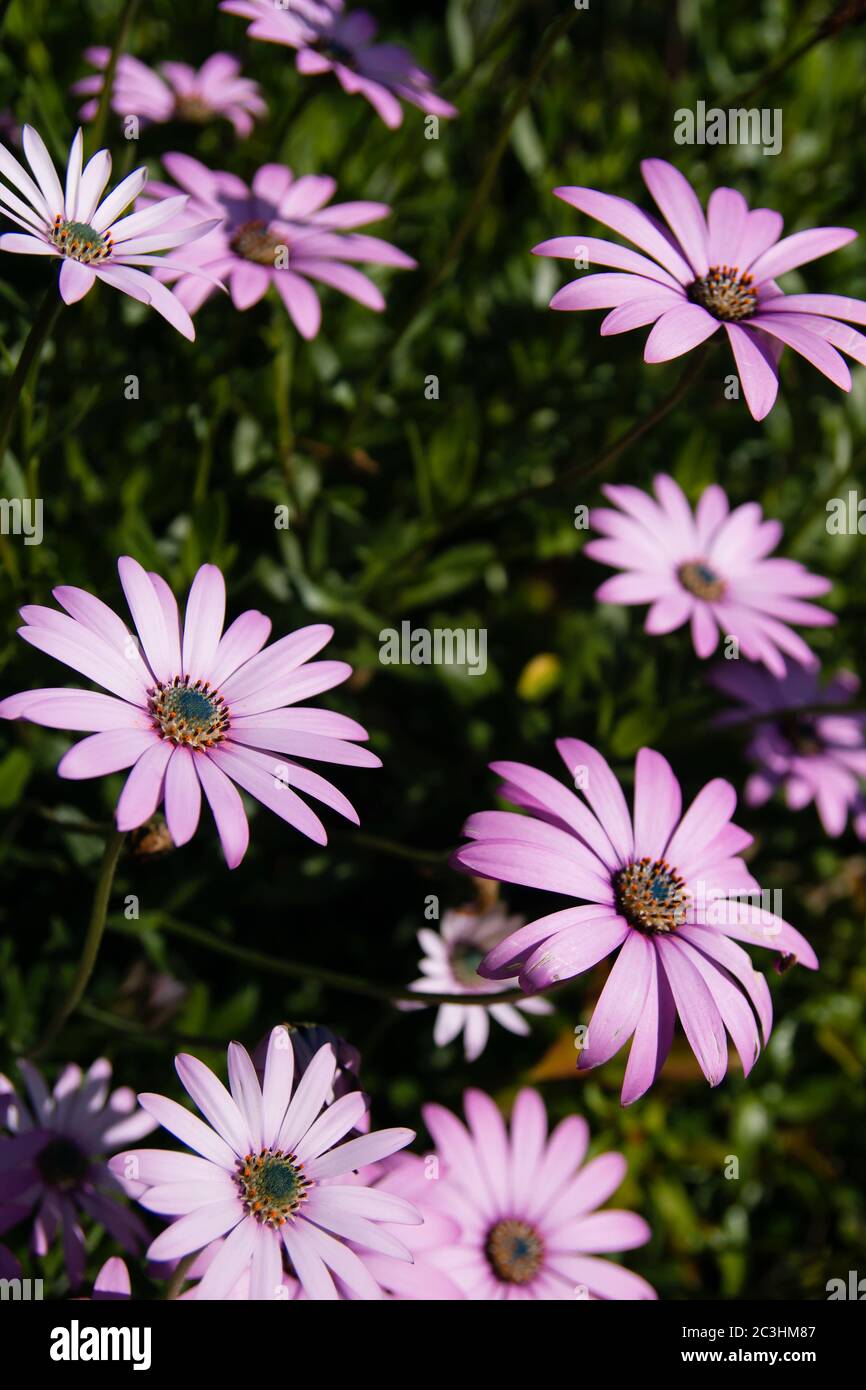 Afrikanische Gänseblümchen rosa Blüten im Frühling Stockfoto