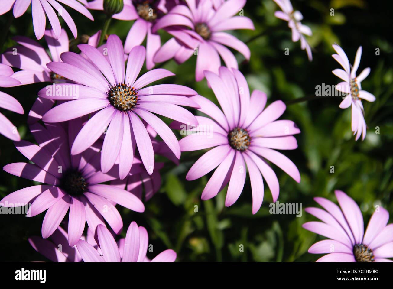 Afrikanische Gänseblümchen rosa-violette Blüten blühen Stockfoto