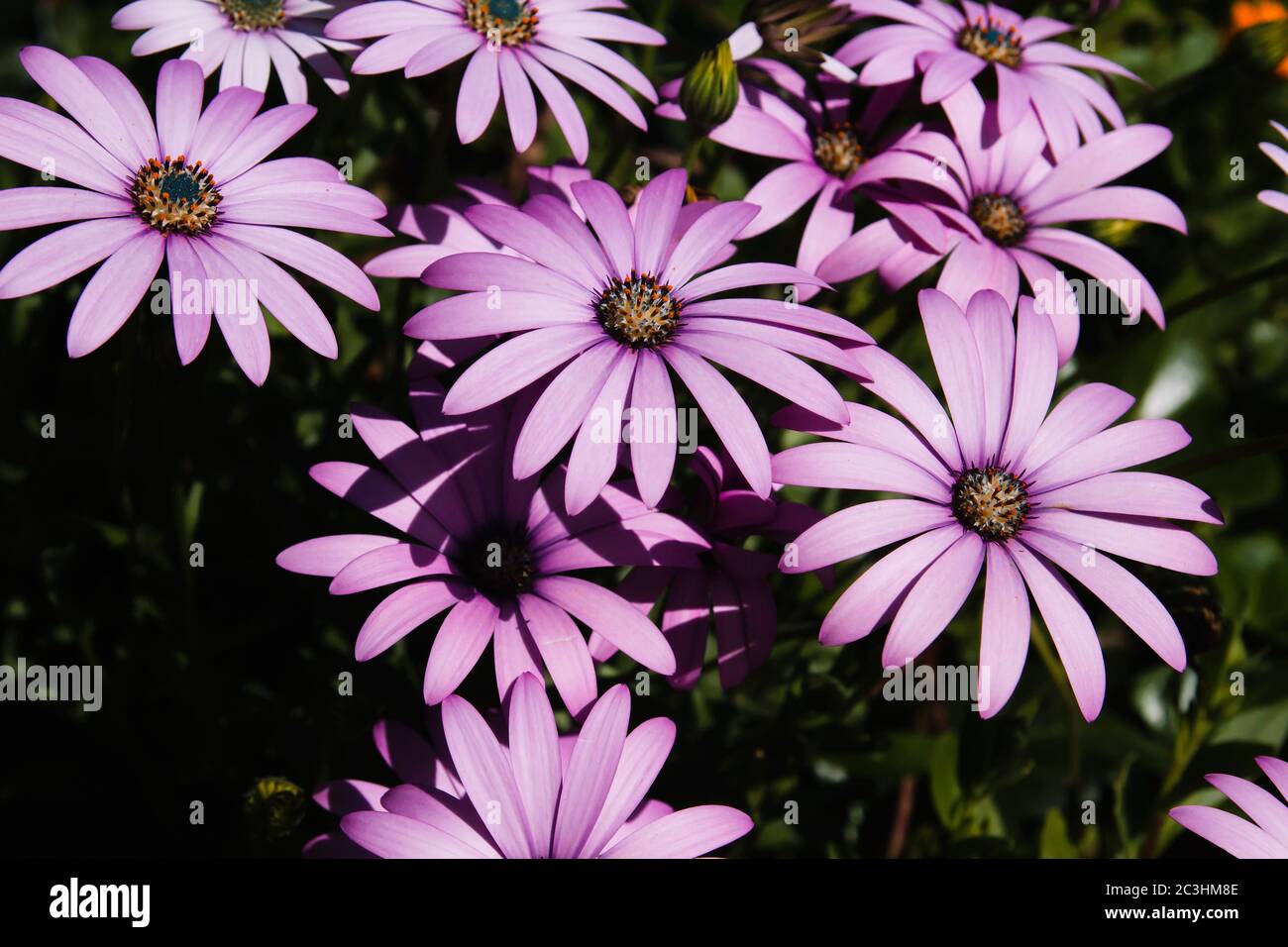 Afrikanische Gänseblümchen pinlk-purpurnen Blüten blüht im Frühling Stockfoto